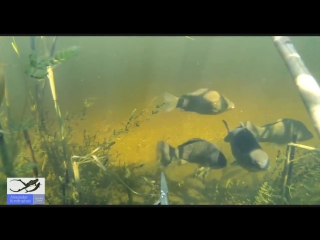 Подводная Охота в Дельте Волги. Spearfishing in the Delta of the Volga River.